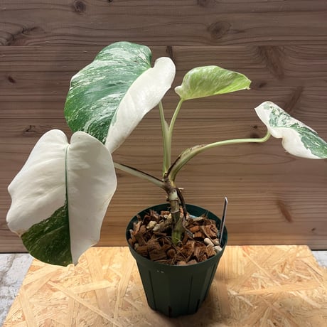 モンステラ斑入り 斑入りモンステラ 斑入りモンステラ | STORES モンステラ、斑入り