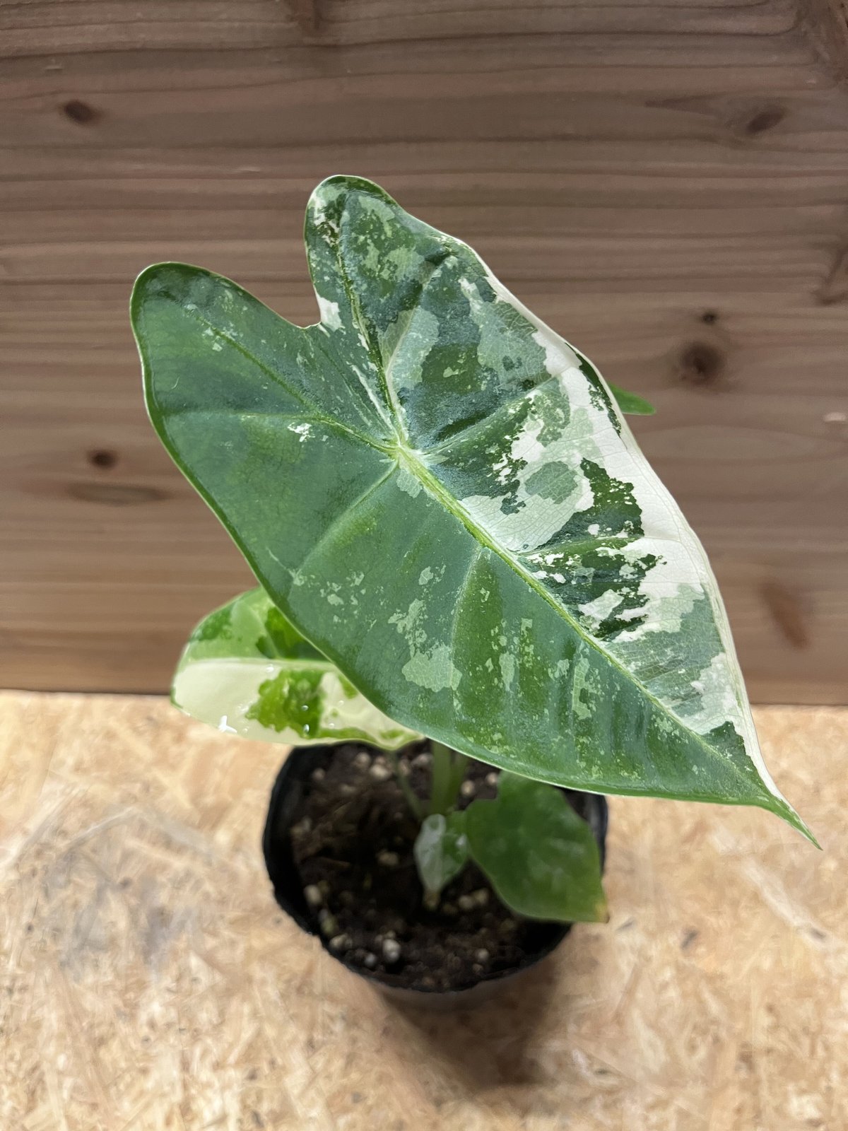 アロカシア　斑入り　２種 アロカシア斑入り2種セット【希少】 2アロカシア ニンジャ