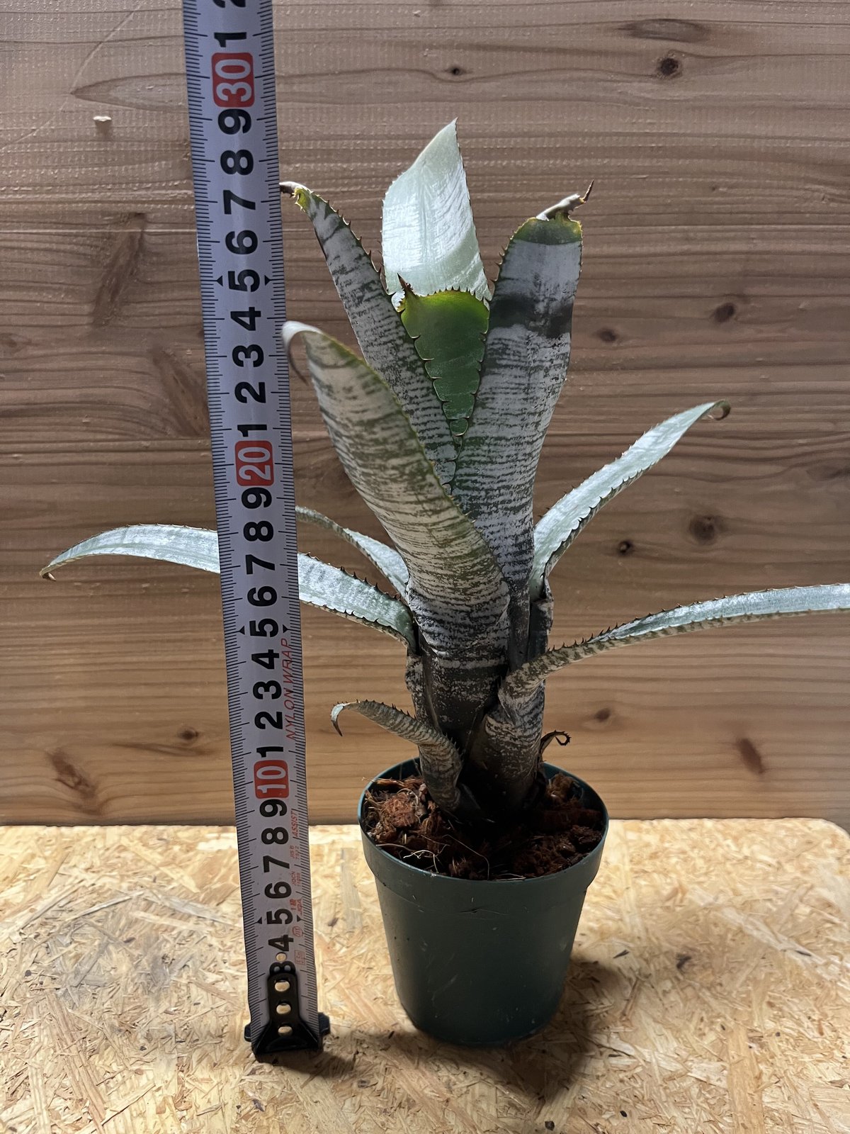 エクメア ヌディカウリス シルバーストリーク | GREEN LUCK