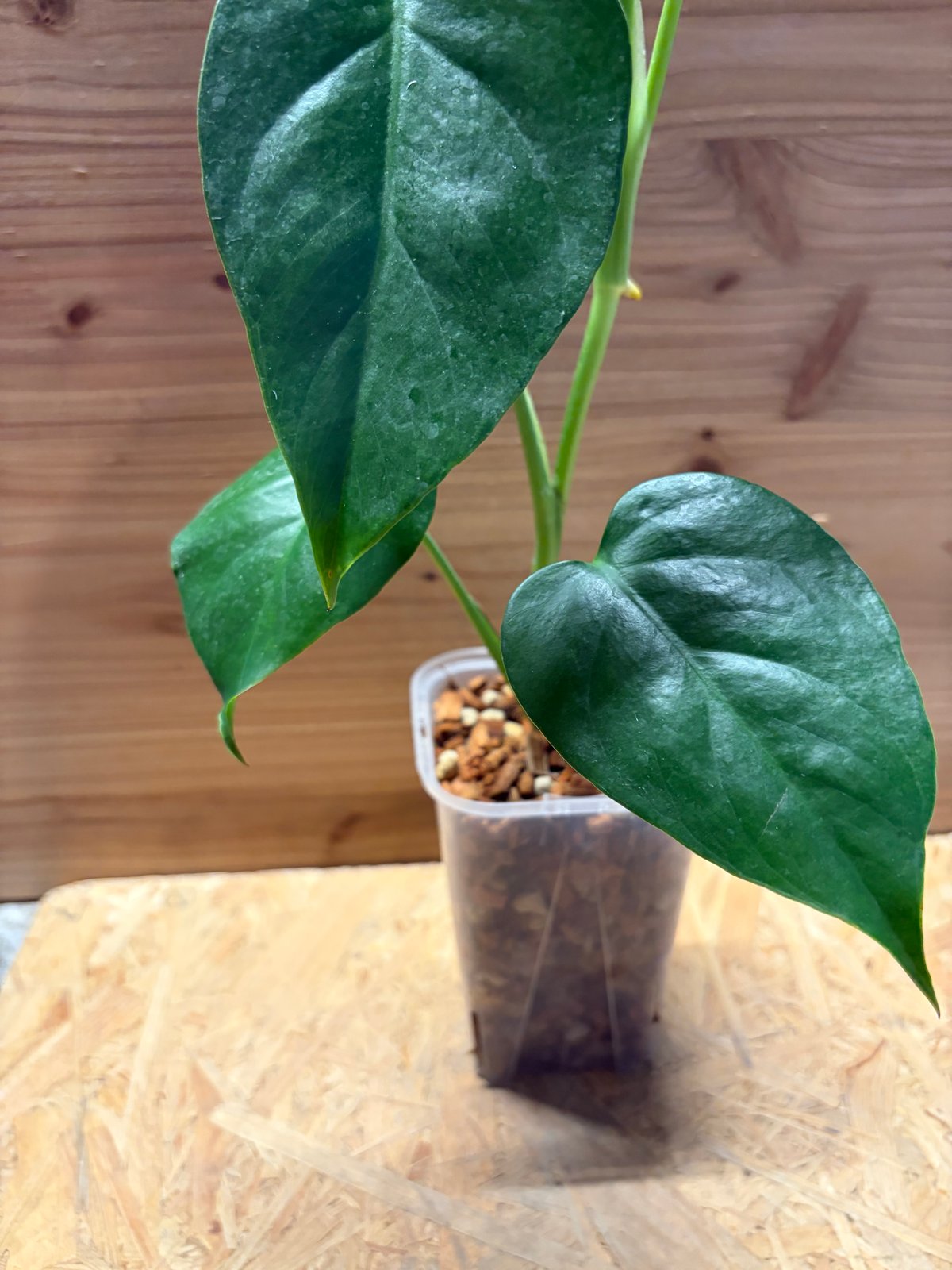 モンステラ　デリシオーサ　シエラナ　オアハカ モンステラ デリシオーサ シエラナ(Monstera deliciosa var.Sierrana