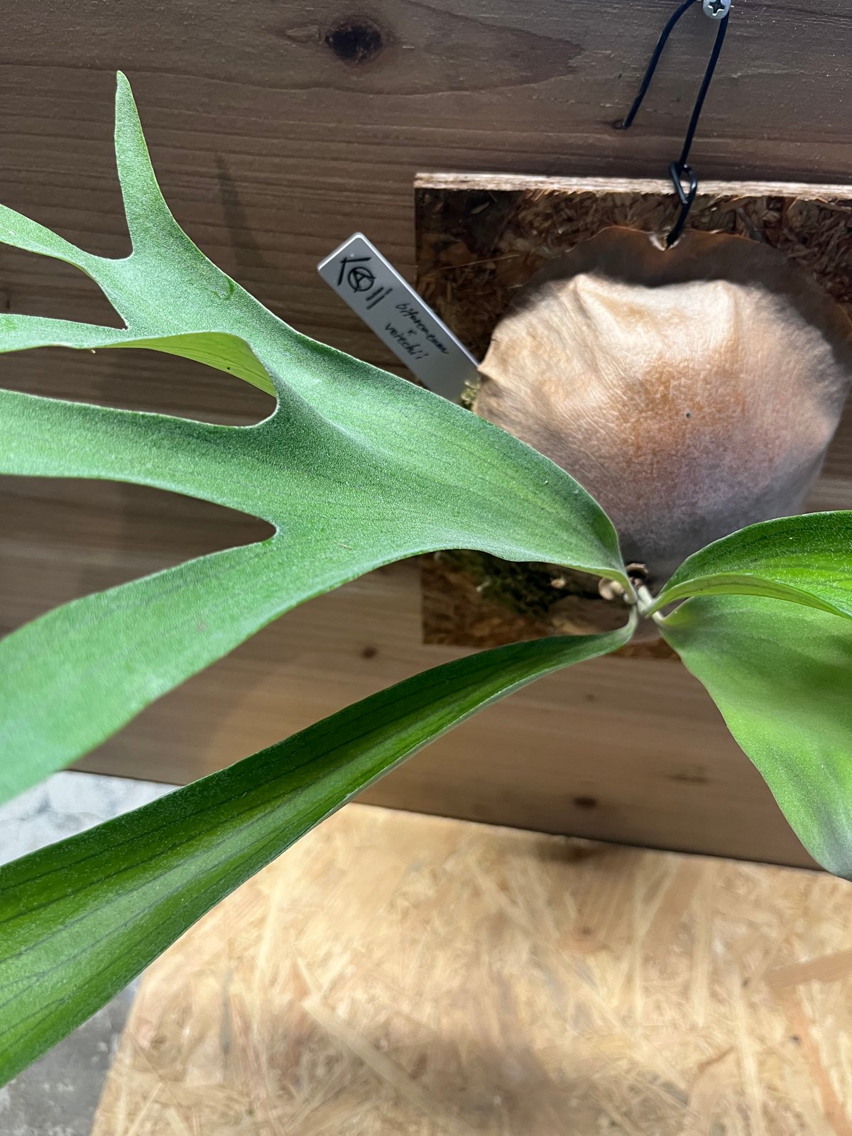 ビフルカツム　オールドタイプ　ビカクシダ ビカクシダ ビフルカツム Platycerium bifurcatum コウモリラン