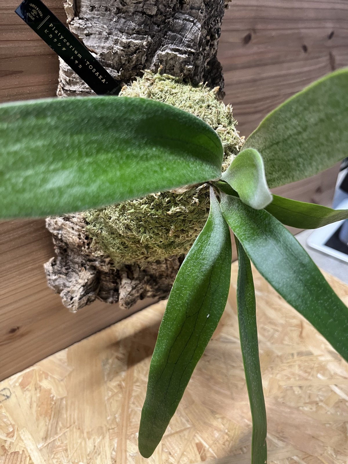 ビカクシダ トサカ | GREEN LUCK