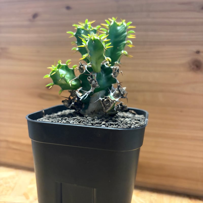 特大 ユーフォルビア ムランジーナ 特大 ユーフォルビア ムランジーナ