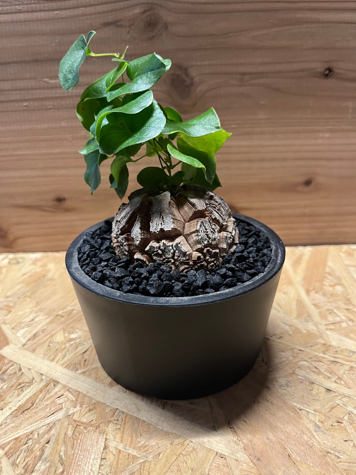 亀甲竜 ディオスコレア エレファンティペス | GREEN LUCK