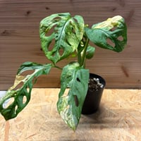 モンステラ　アダンソニー　斑入り