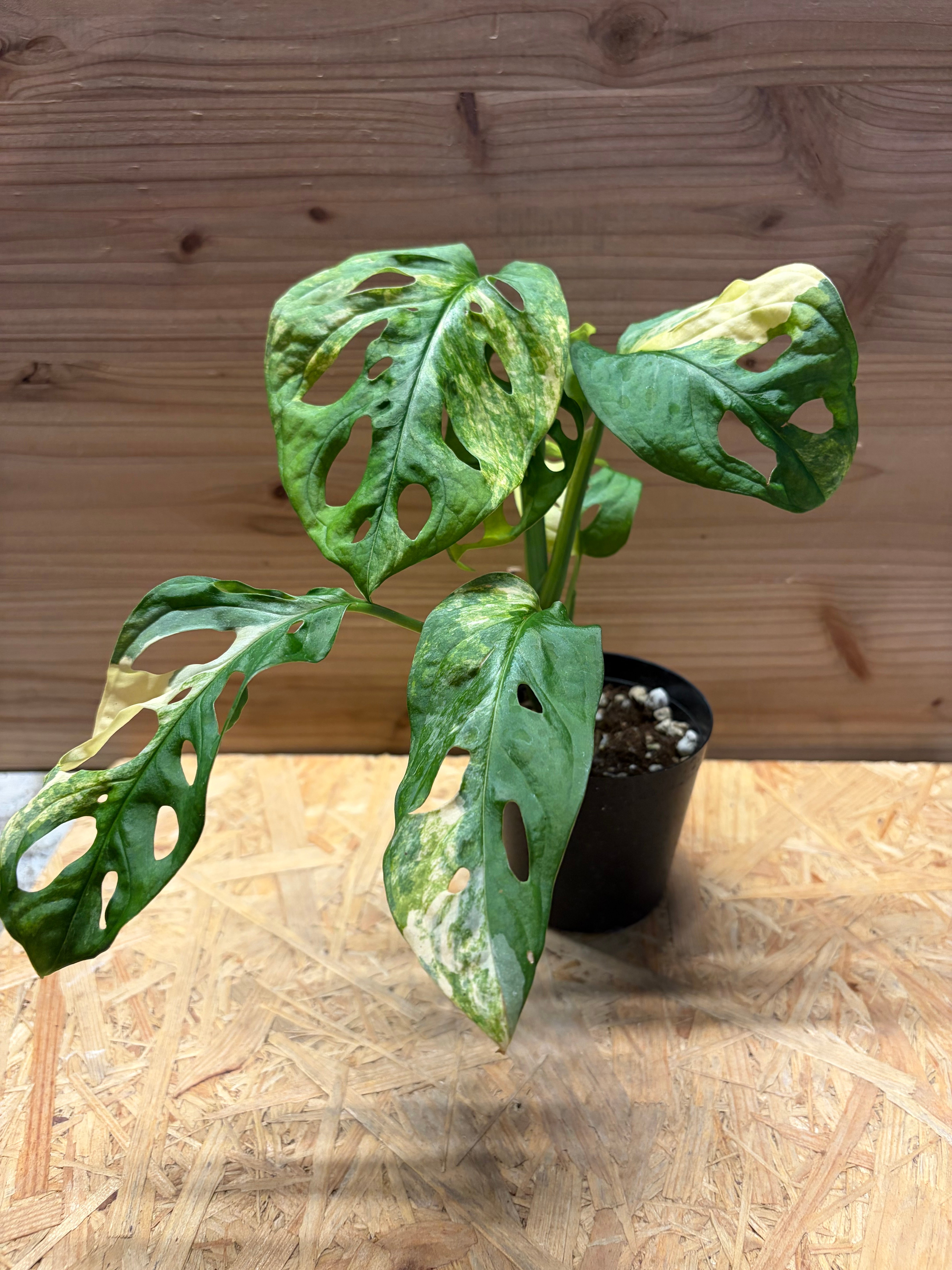 観葉植物 モンステラ アダンソニー