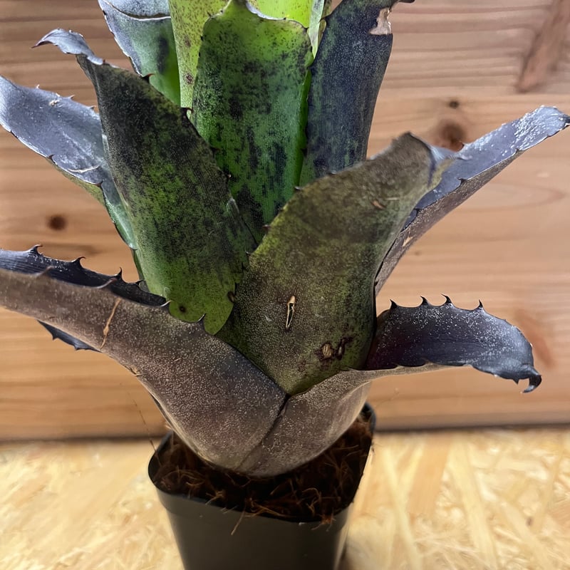 ホヘンベルギア レオポルドホルスティ ブラックフォーム | GREEN LUCK