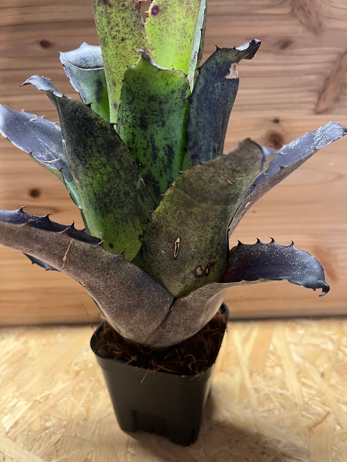 ホヘンベルギア レオポルドホルスティ ブラックフォーム | GREEN LUCK