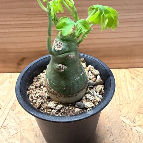 アデニア　グラウカ
