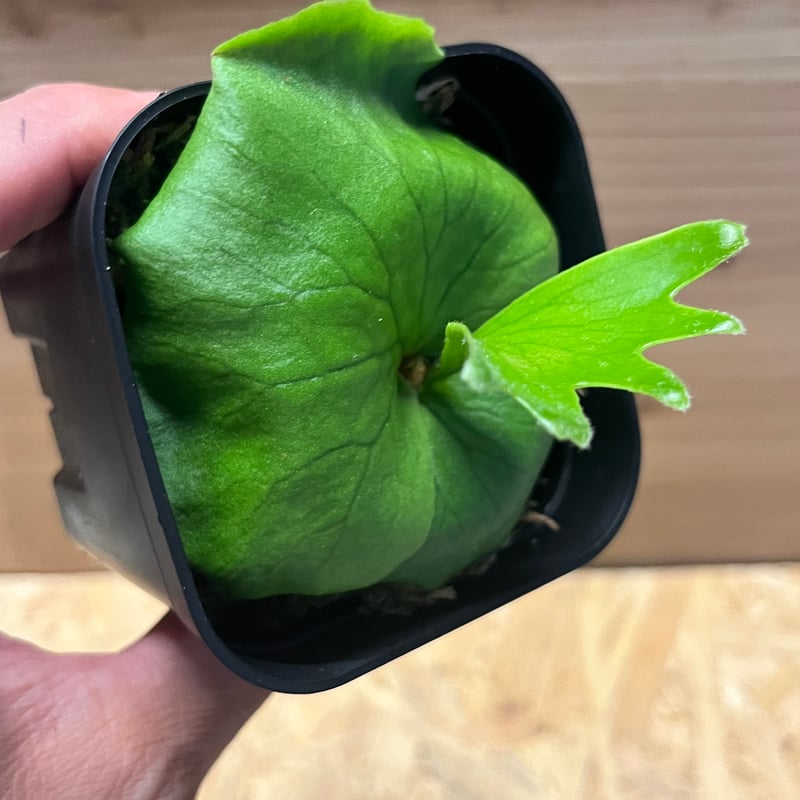 ビカクシダ コロナリウム P.coronarium from @katsu_hibino コロナリウムはほんと色んな