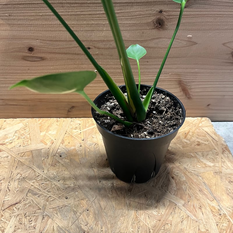 モンステラ　専用 モンステラ デリシオーサ カップリーフ | GREEN LUCK