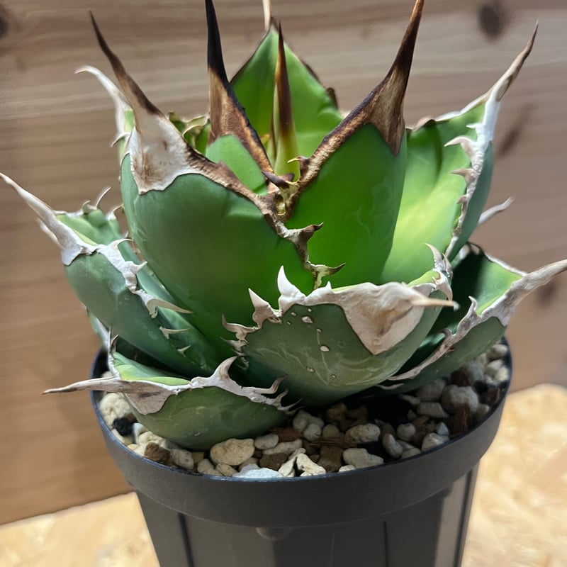 アガベ チタノタ オアハカ | GREEN LUCK