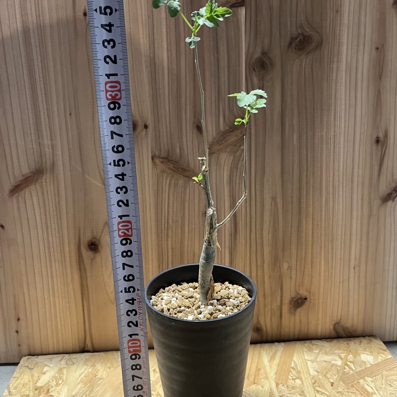 ブルセラ ファガロイデス | GREEN LUCK