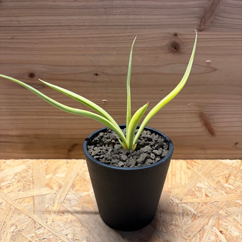 サンスベリア 'ダンシングドラゴン' 斑入り | GREEN LUCK