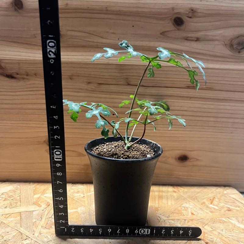 アデニア ペリエリ | GREEN LUCK