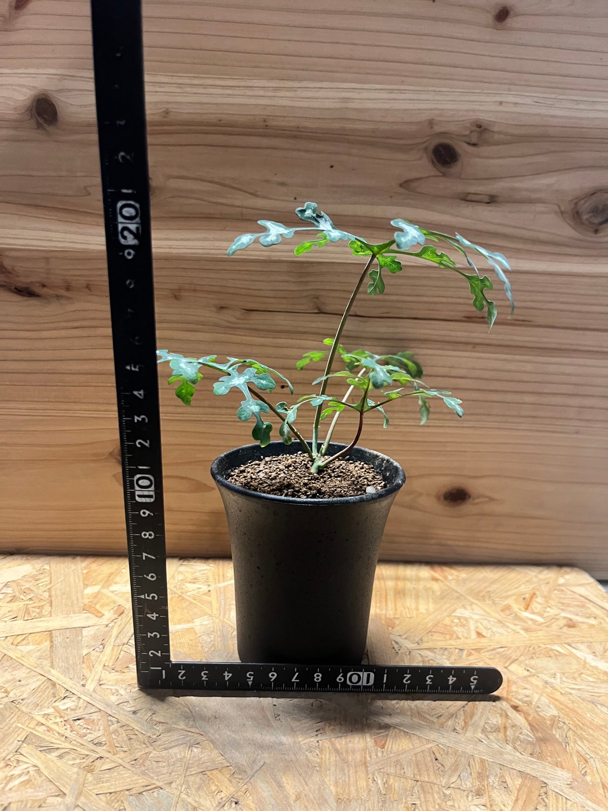 アデニア ペリエリ | GREEN LUCK