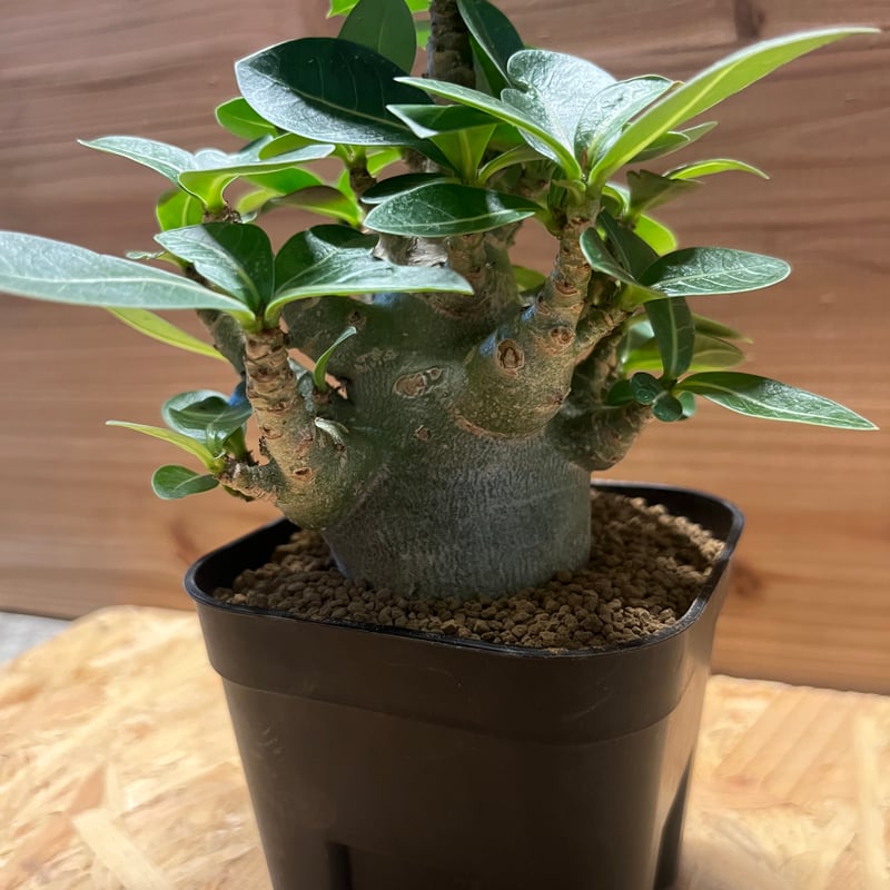 アデニウム アラビカム スーパードワーフ | GREEN LUCK