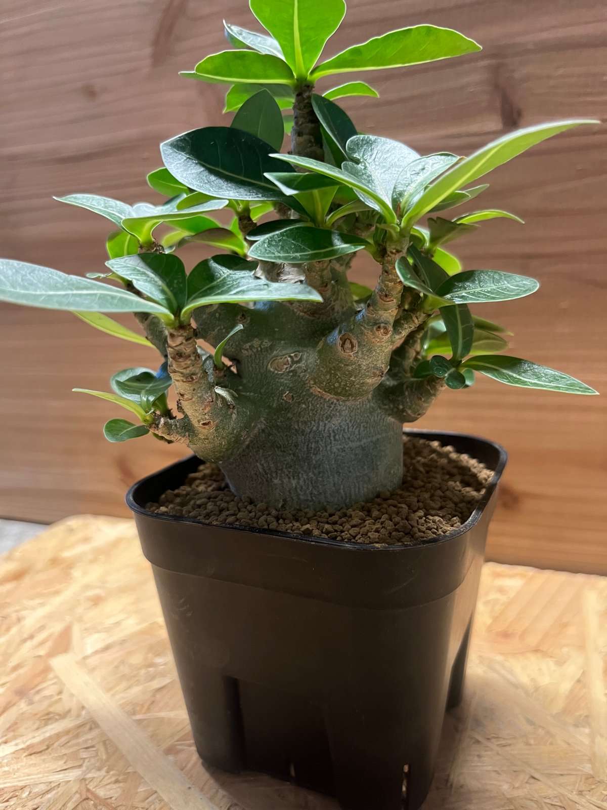 アデニウム アラビカム スーパードワーフ | GREEN LUCK