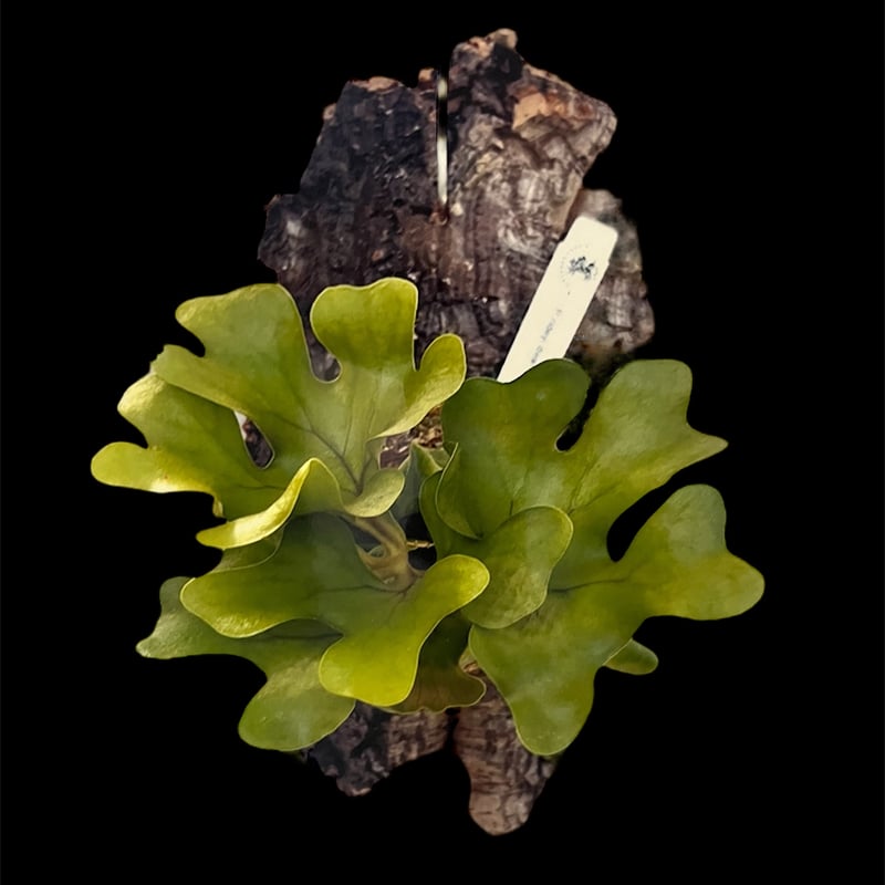 ビカクシダ リドレイ ドワーフ&コンパクト | GREEN LUCK