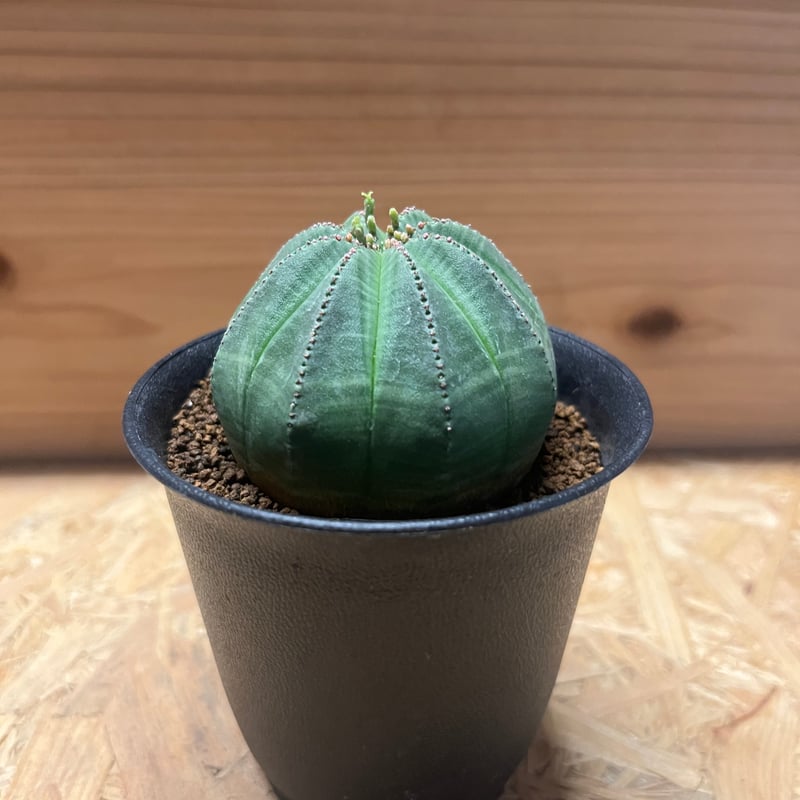 ユーフォルビア オベサ | GREEN LUCK