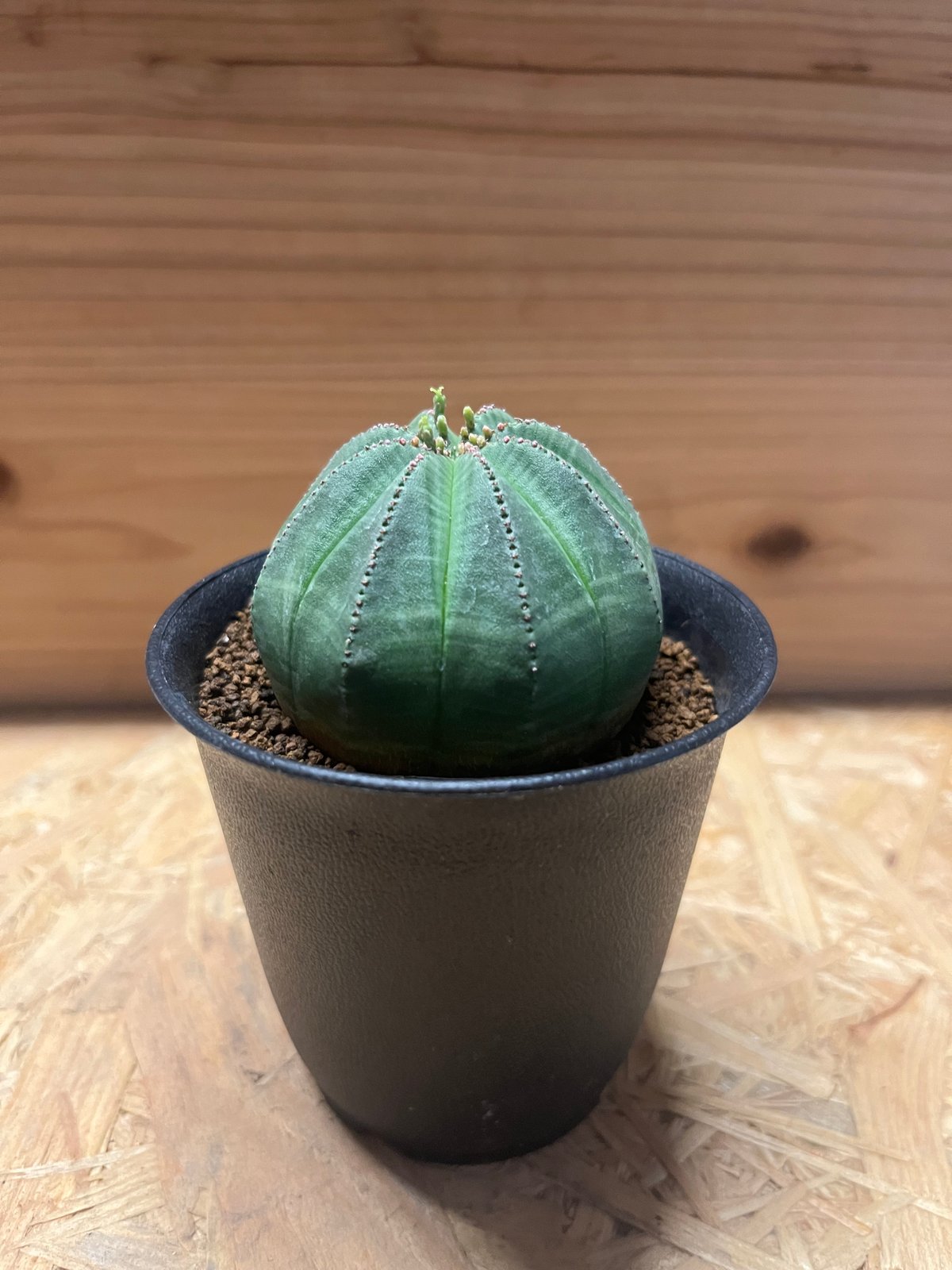 ユーフォルビア オベサ ユーフォルビア オベサ | GREEN LUCK