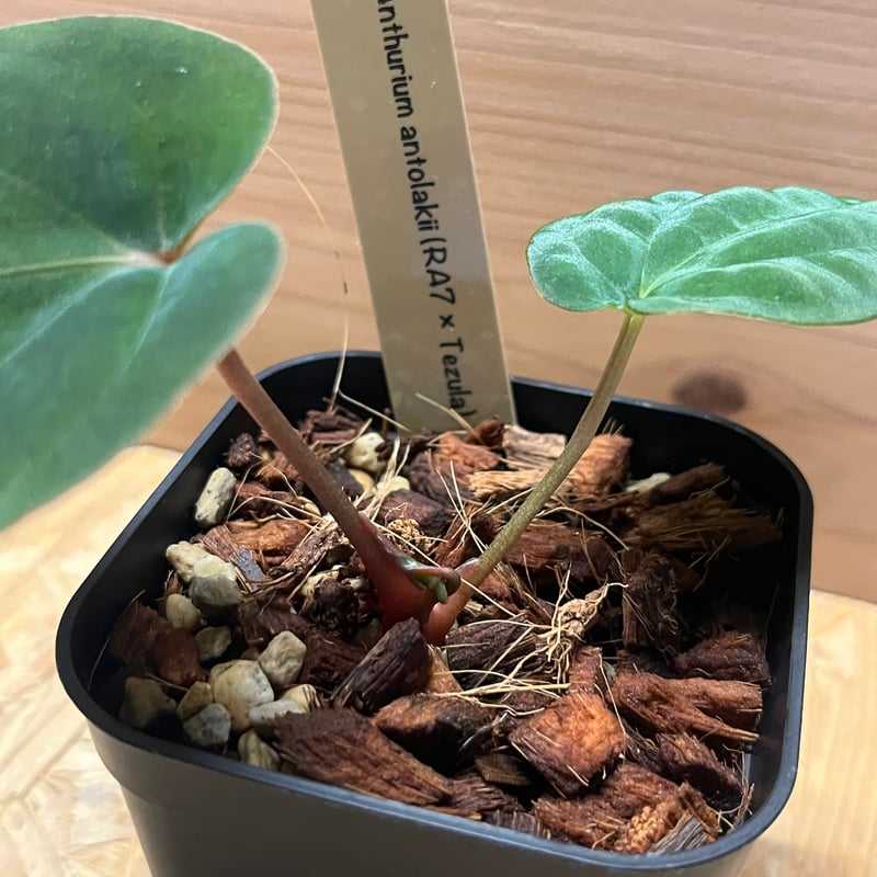 アンスリウム アントラキー （RA7×tezula） | GREEN LUCK