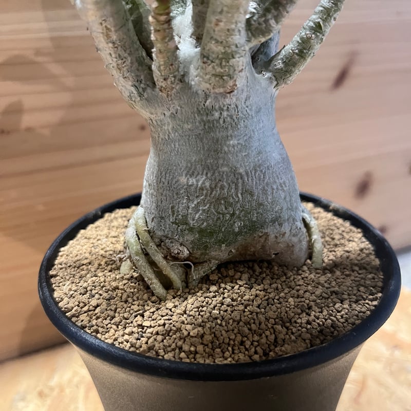 アデニアアラビカム　特大 アデニウム アラビカム（アラビクム）【572】 | PROTOLEAF