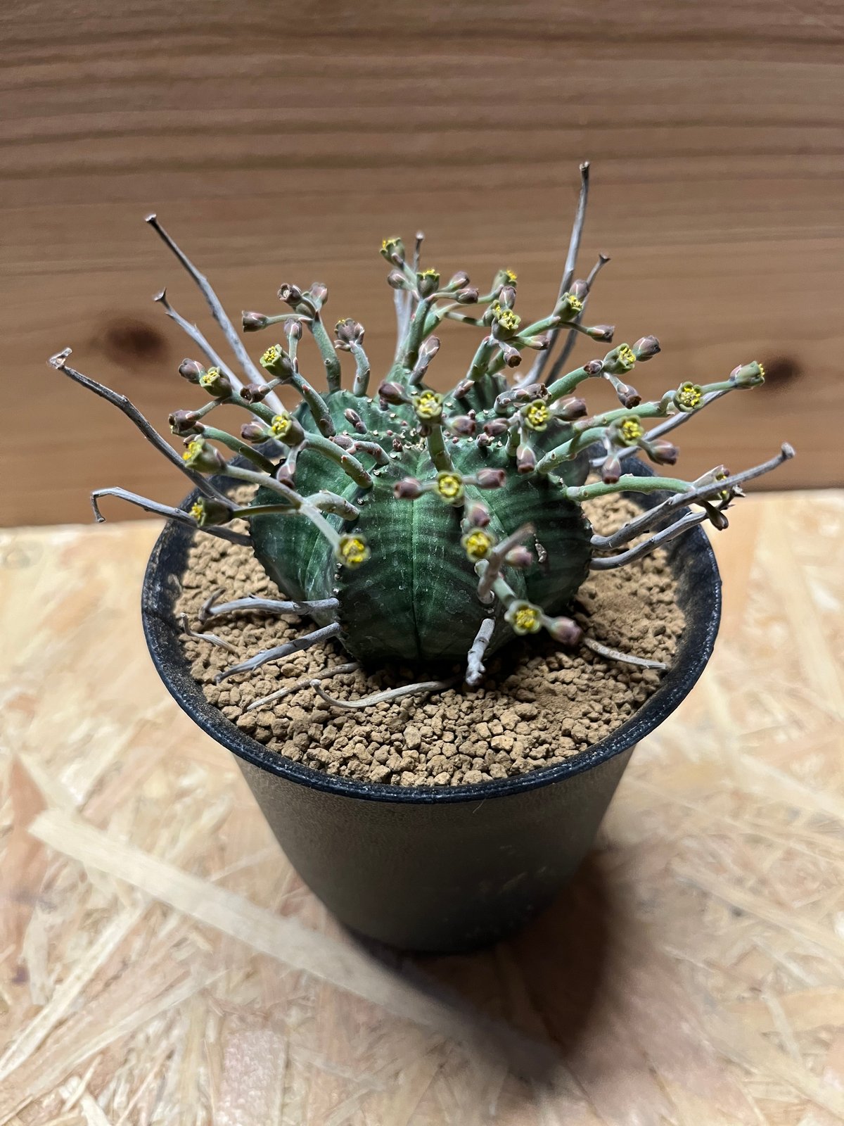 ユーフォルビア スーパーバリダ 雄株 | GREEN LUCK