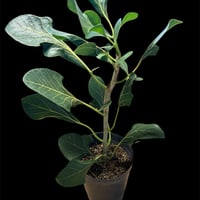 フィロデンドロン セローム 斑入り | GREEN LUCK