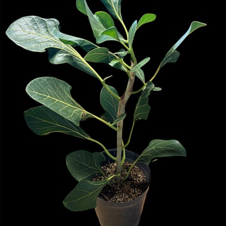 フィカス | STORES