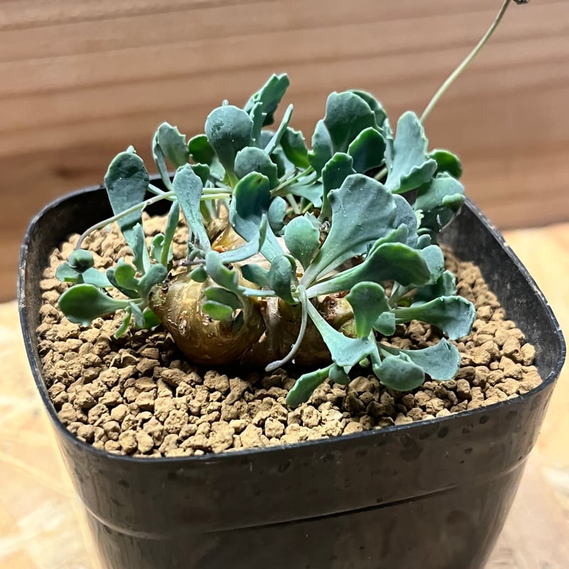 オトンナ カカリオイデス | GREEN LUCK