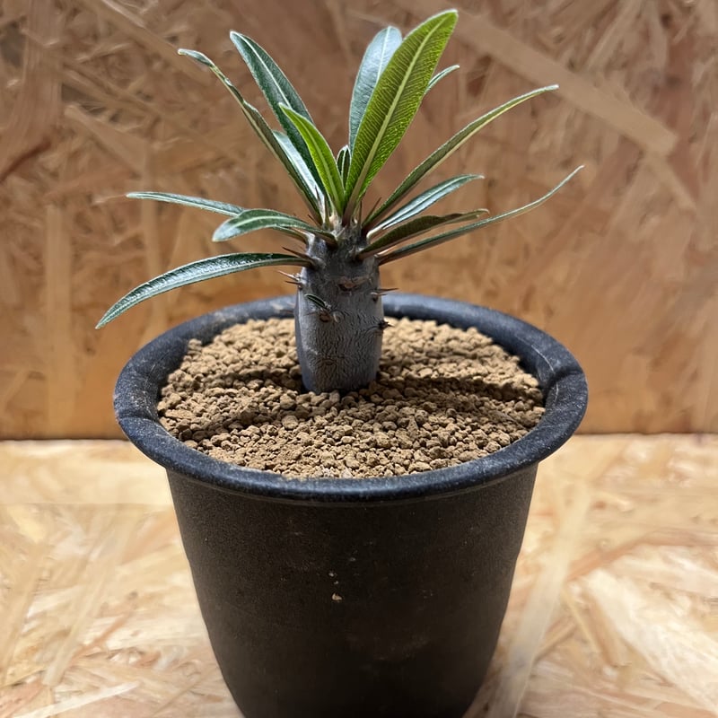 パキポディウム カクチペス | GREEN LUCK