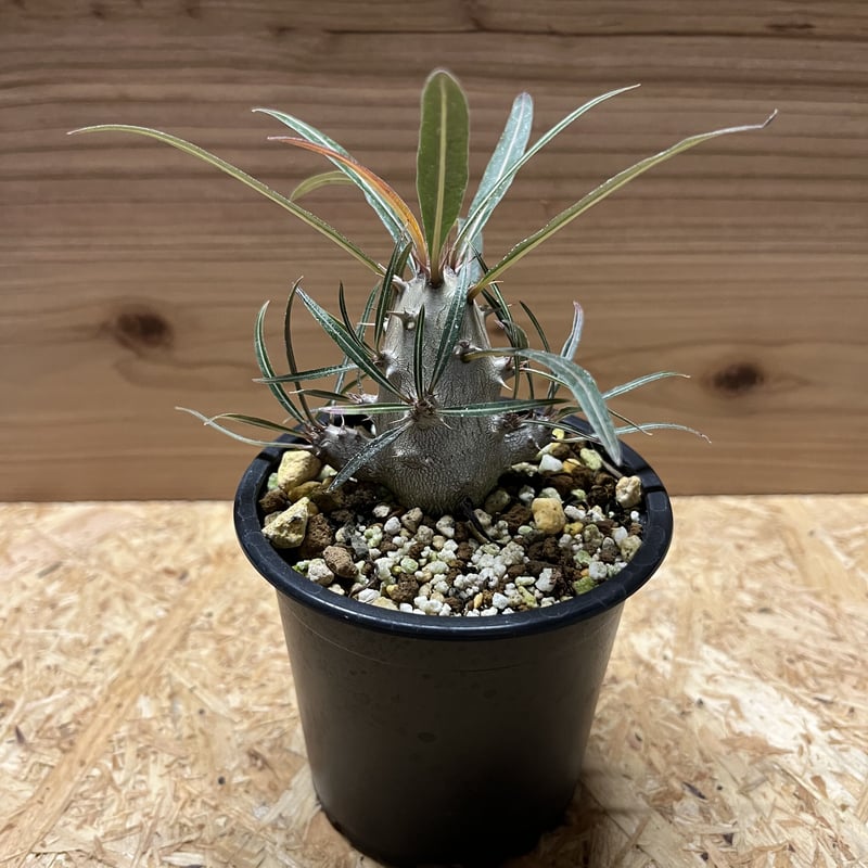 パキポディウム カクチペス | GREEN LUCK