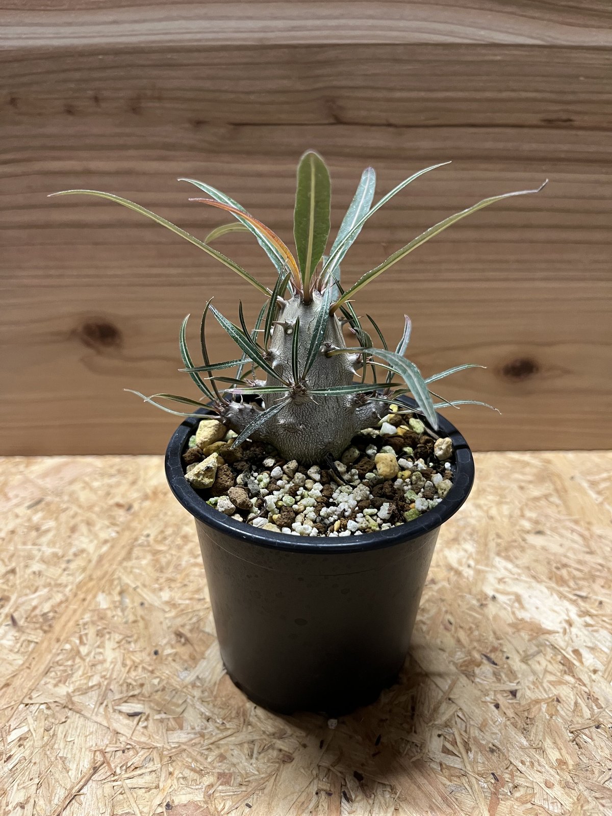 パキポディウム カクチペス | GREEN LUCK