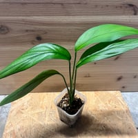 T*m様 アンスリウム　ポーティラエ　NSE アンスリウム ポーティラエ NSE | GREEN LUCK