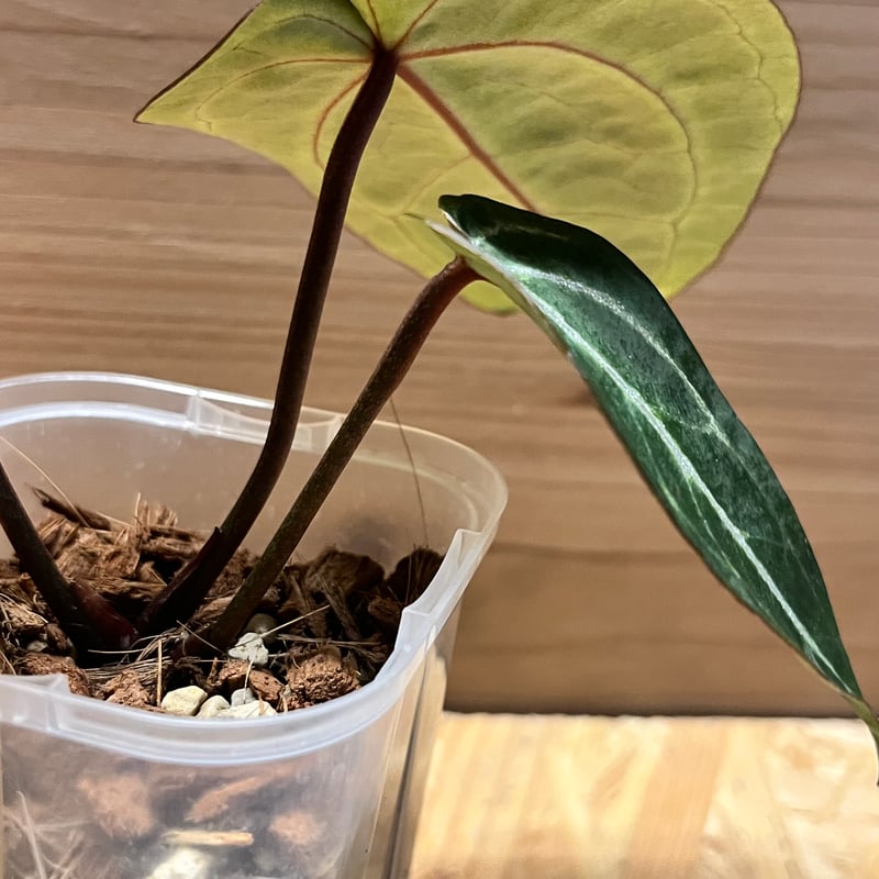 アンスリウム　Red crysttallinum×Pink lemonede アンスリウム Red crysttallinum×Pink lemonede アンスリウム レッド