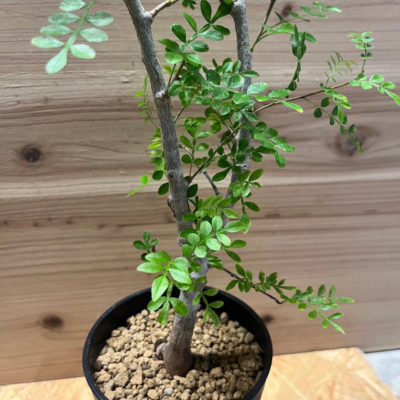 オペルクリカリア ボレアリス | GREEN LUCK