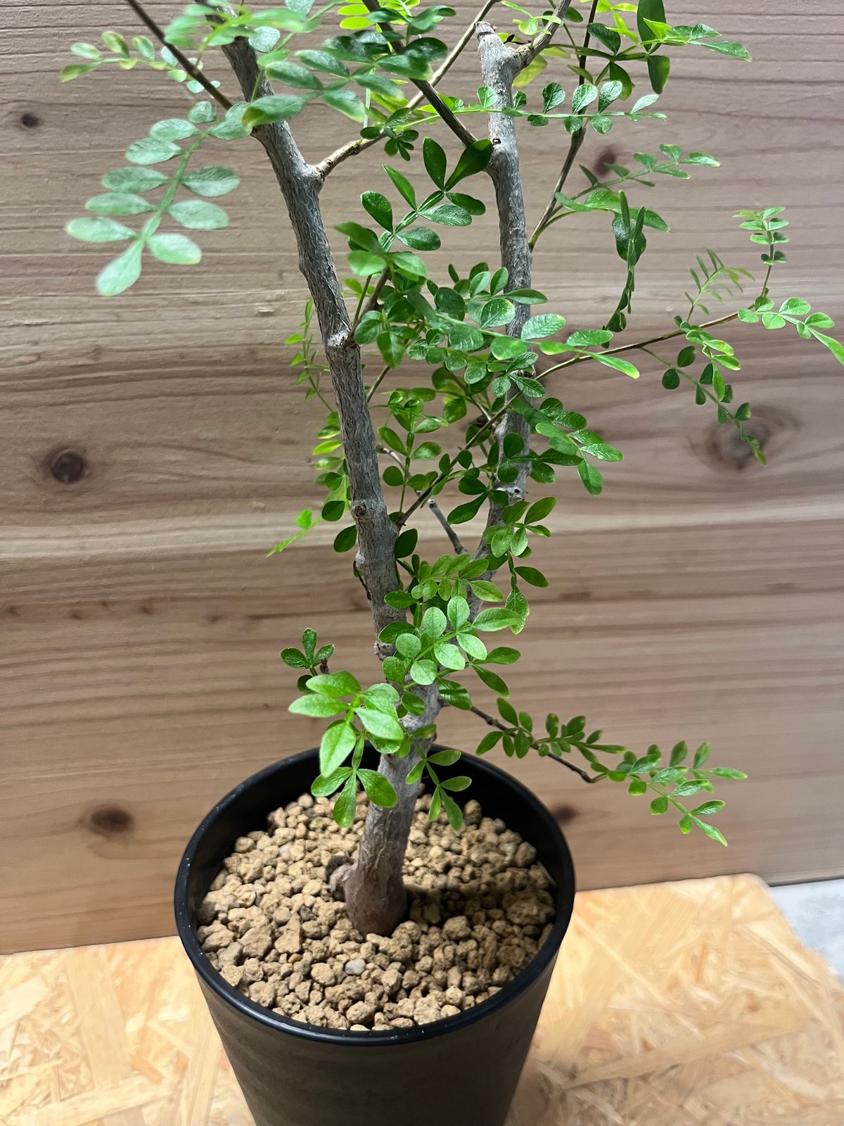 塊根植物 オペルクリカリアボレアリス盆栽素材 オペルクリカリア ボレアリス | GREEN LUCK