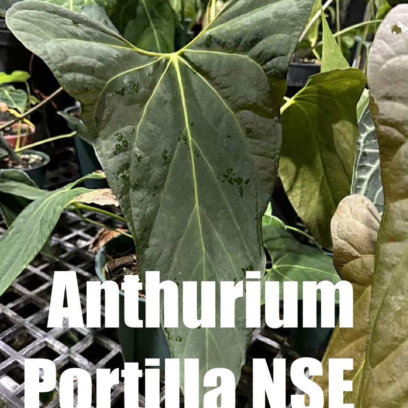アンスリウム ポーティラエ NSE | GREEN LUCK