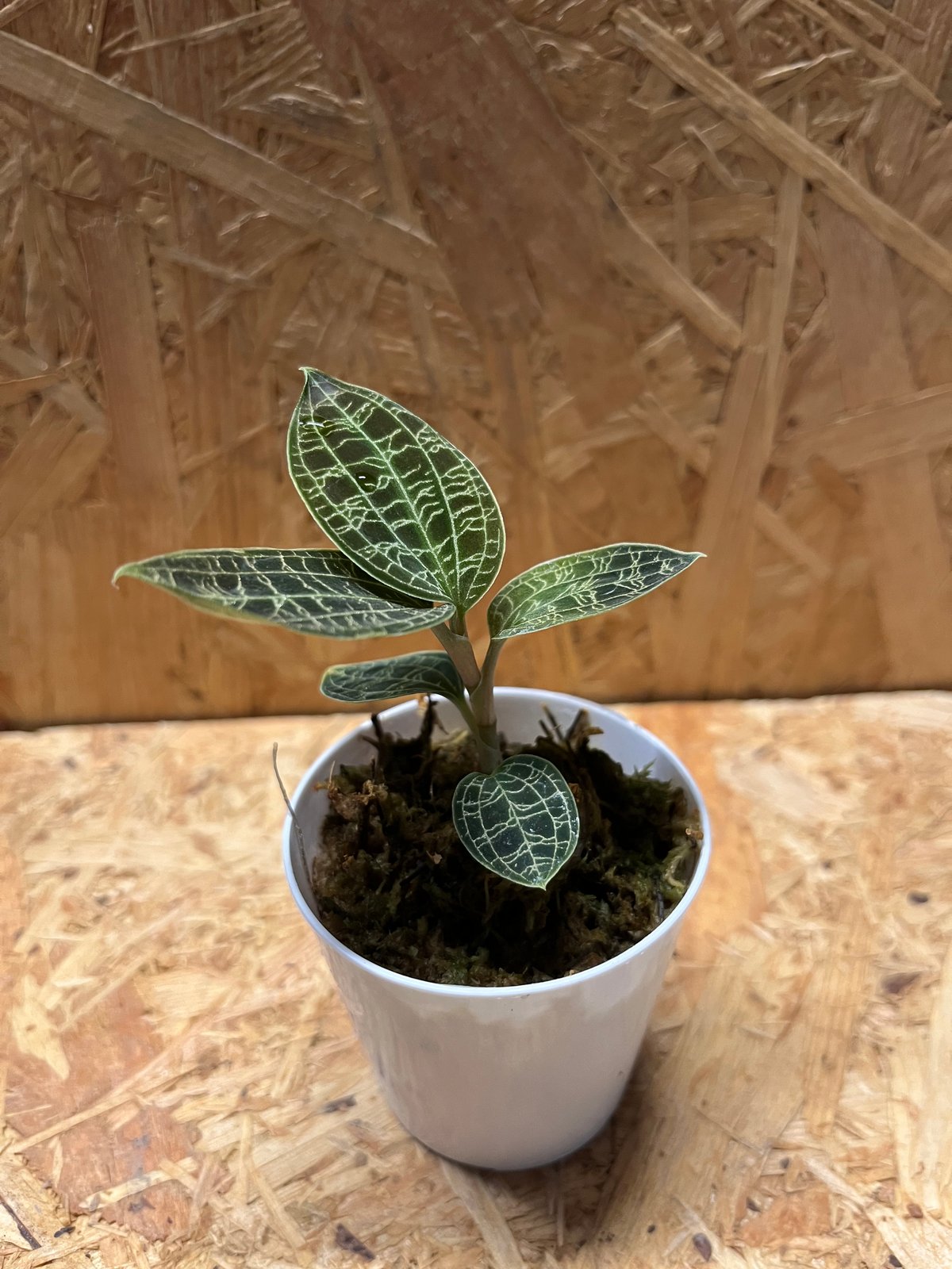 ジュエルオーキッド マコデスペトラ | GREEN LUCK