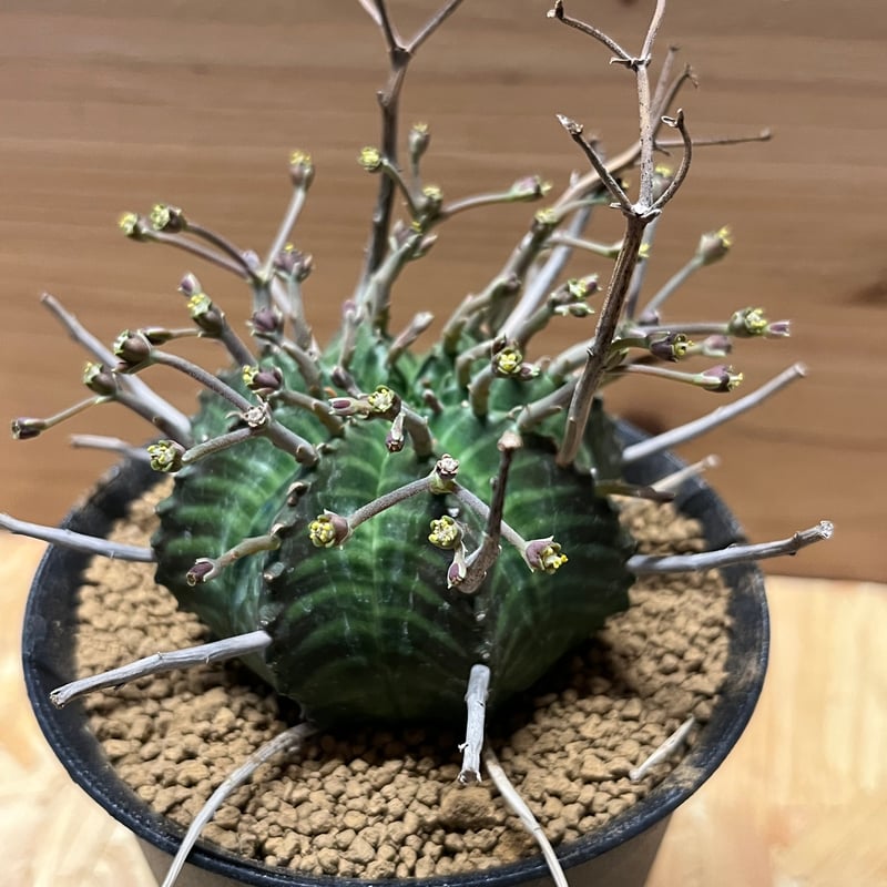 ユーフォルビア　スーパーバリダ　雌 ユーフォルビア：スーパーバリダ（メス株） 3号鉢植え* の通販
