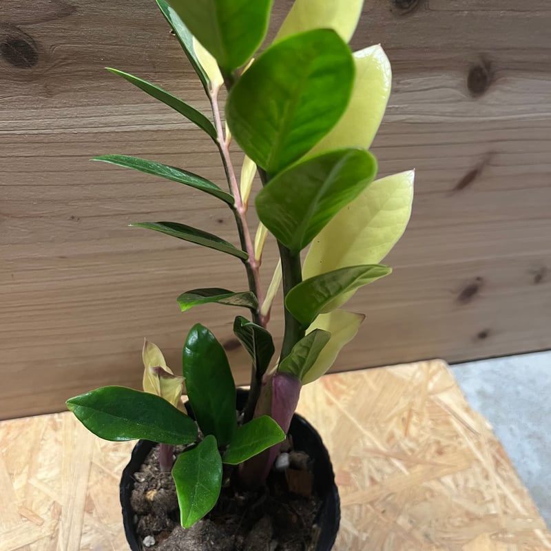 ザミオクルカス ザミフォーリア 斑入り | GREEN LUCK