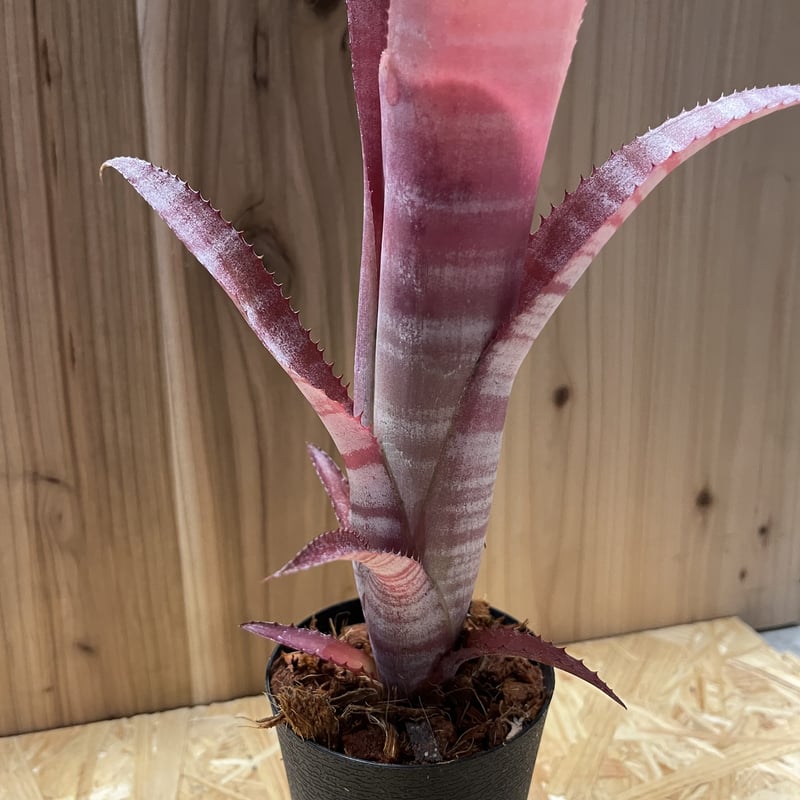 ビルベルギア② Billbergia 'Midnight Sun'（ビルベルギア