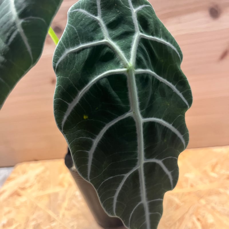 アロカシア ワトソニアナ 'ブラック' | GREEN LUCK