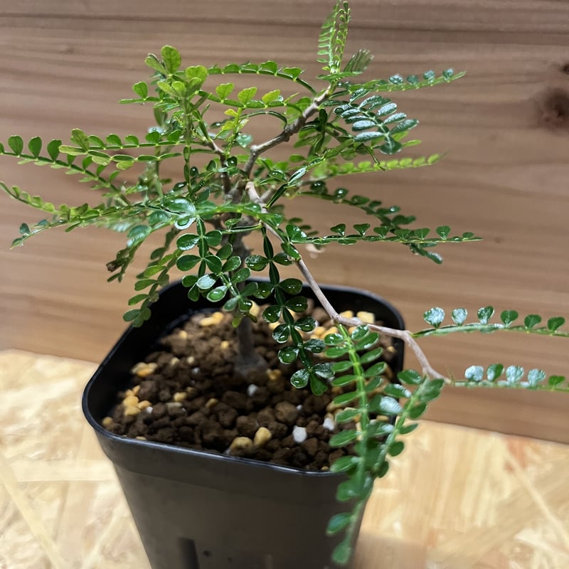 オペルクリカリア パキプス 実生 | GREEN LUCK