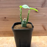 アデニア　ケラマンサス