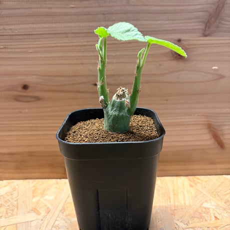 アデニア　ケラマンサス