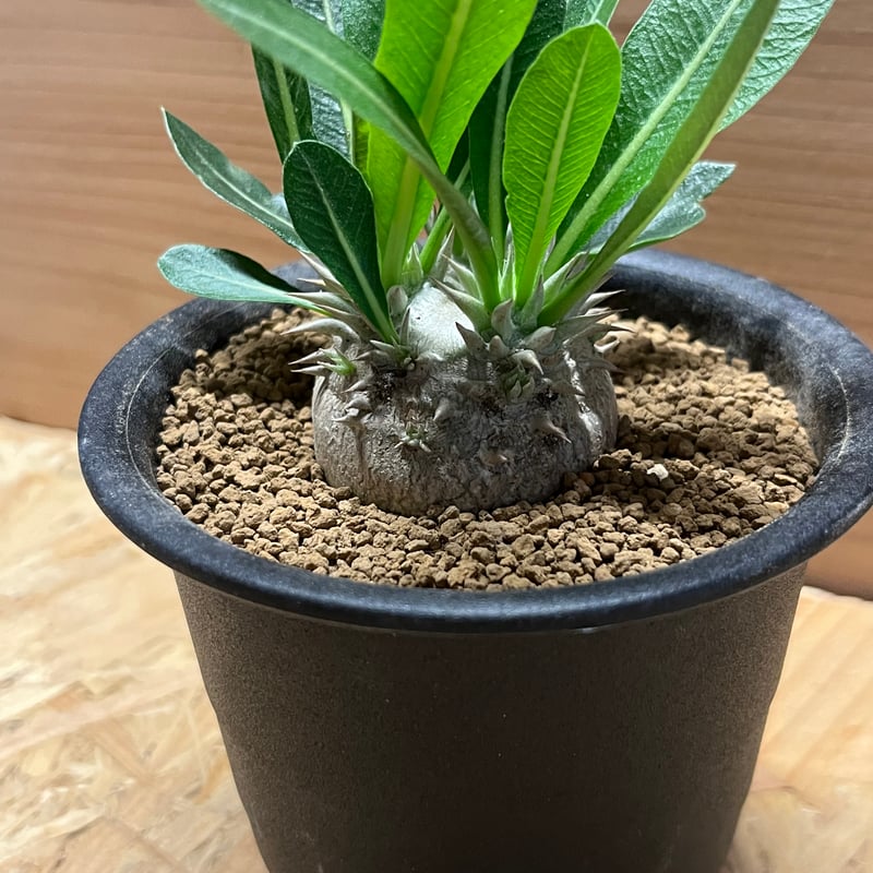 パキポディウム デンシカウレ 恵比寿大黒 | GREEN LUCK