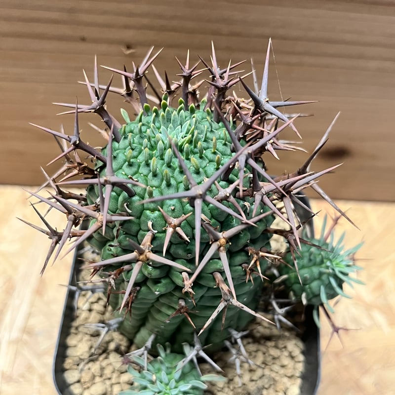 ユーフォルビア・群星冠 ステリスピナ 群生 新着情報】 実生の群星冠が20株ほど入荷しました。 トゲの太さや