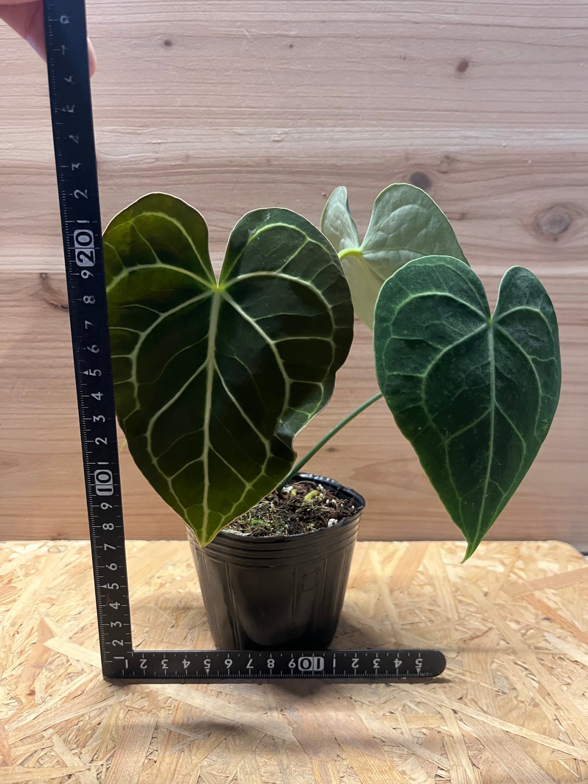 アンスリウム クラリネルビウム | GREEN LUCK